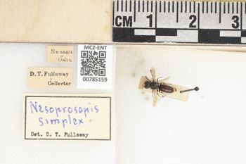 Media type: image;   Entomology 785159 Aspect: labels